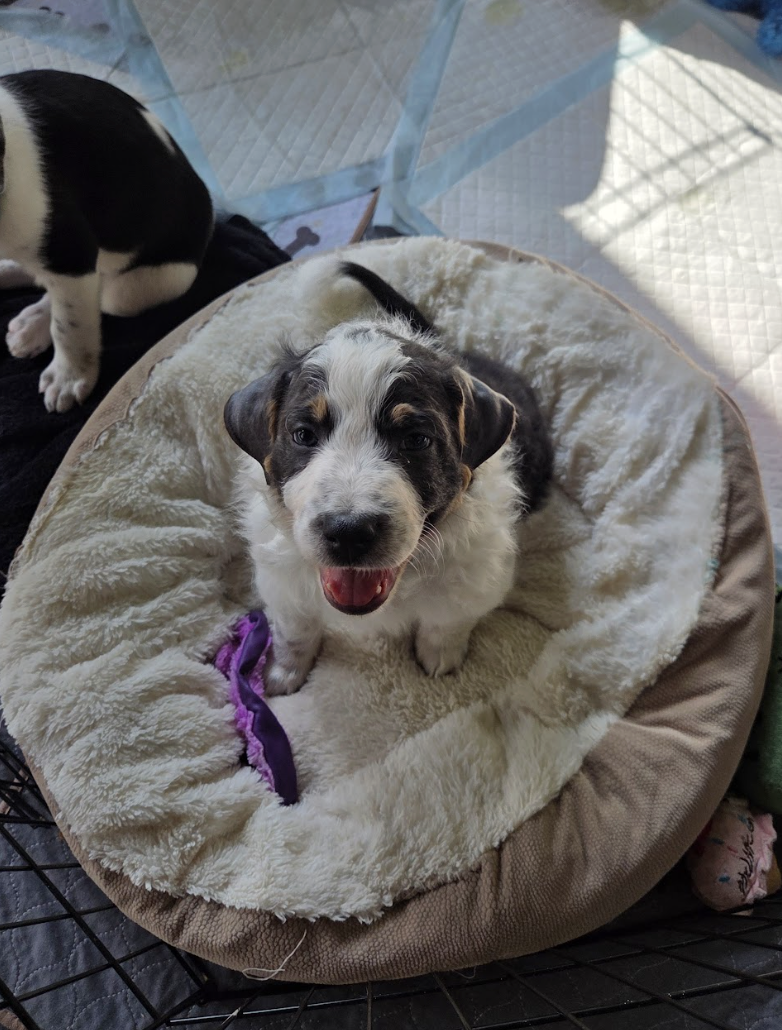 Push-Pop, the Popsicle Litter — Wags and Walks